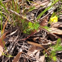 Gompholobium pinnatum at Nambucca Heads, NSW - 26 Nov 2022