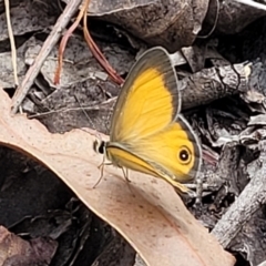 Hypocysta adiante (Orange Ringlet) at Nambucca State Forest - 25 Nov 2022 by trevorpreston