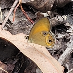 Hypocysta adiante at Nambucca Heads, NSW - 26 Nov 2022