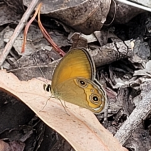 Hypocysta adiante at Nambucca Heads, NSW - 26 Nov 2022 10:32 AM