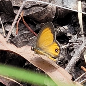 Hypocysta adiante at Nambucca Heads, NSW - 26 Nov 2022