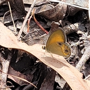 Hypocysta adiante at Nambucca Heads, NSW - 26 Nov 2022