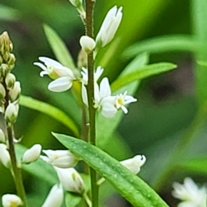 Polygala paniculata at Hyland Park, NSW - 26 Nov 2022