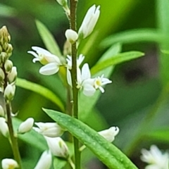 Unidentified Other Wildflower or Herb (TBC) at Hyland Park, NSW - 25 Nov 2022 by trevorpreston