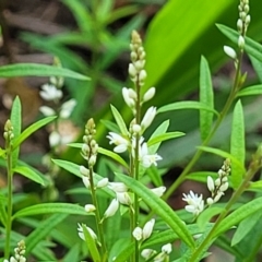 Polygala paniculata at Hyland Park, NSW - 26 Nov 2022