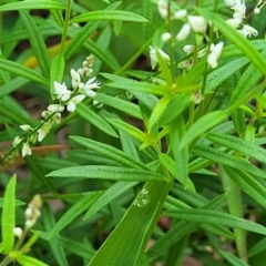 Polygala paniculata at Hyland Park, NSW - 26 Nov 2022