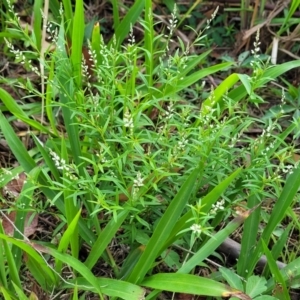 Polygala paniculata at Hyland Park, NSW - 26 Nov 2022