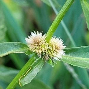 Alternanthera denticulata at Nambucca Heads, NSW - 25 Nov 2022