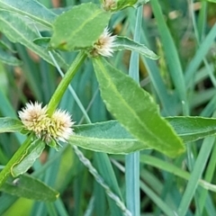 Alternanthera denticulata at Nambucca Heads, NSW - 25 Nov 2022 06:32 PM