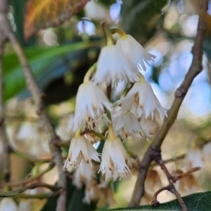 Elaeocarpus reticulatus at Hyland Park, NSW - 26 Nov 2022