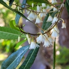 Elaeocarpus reticulatus at Hyland Park, NSW - 26 Nov 2022