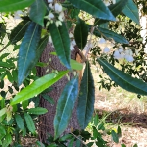 Elaeocarpus reticulatus at Hyland Park, NSW - 26 Nov 2022 08:47 AM