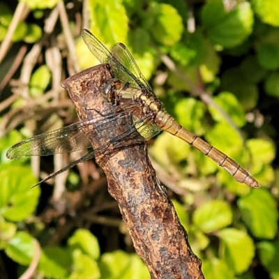 Orthetrum villosovittatum (Fiery Skimmer) at Nambucca Heads, NSW - 25 Nov 2022 by trevorpreston