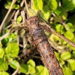 Orthetrum villosovittatum at Nambucca Heads, NSW - 25 Nov 2022 04:30 PM