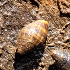 Unverified Snail or Slug (Gastropoda) at Hyland Park, NSW - 26 Nov 2022 by trevorpreston