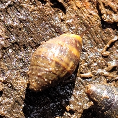 Unidentified Snail or Slug (Gastropoda) at Hyland Park, NSW - 26 Nov 2022 by trevorpreston