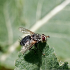 Tachinidae (family) (Unidentified Bristle fly) at Mount Ainslie - 25 Nov 2022 by DPRees125