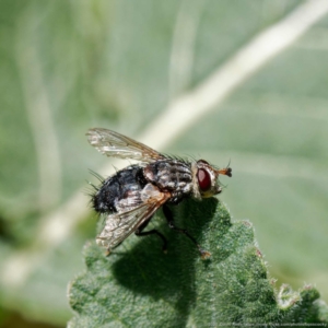 Tachinidae (family) at Ainslie, ACT - 25 Nov 2022 02:08 PM