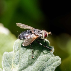 Tachinidae (family) at Ainslie, ACT - 25 Nov 2022 02:08 PM