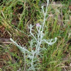 Vittadinia gracilis (New Holland Daisy) at Molonglo Valley, ACT - 26 Nov 2022 by sangio7