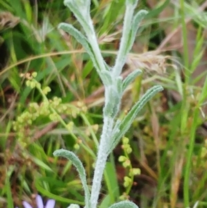 Vittadinia gracilis at Molonglo Valley, ACT - 26 Nov 2022