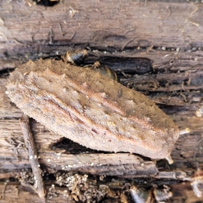 Unidentified Snail or Slug (Gastropoda) at Hyland Park, NSW - 26 Nov 2022 by trevorpreston