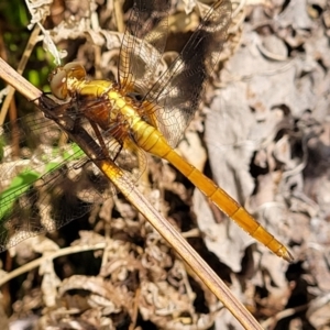 Orthetrum villosovittatum at Nambucca Heads, NSW - 26 Nov 2022 09:56 AM