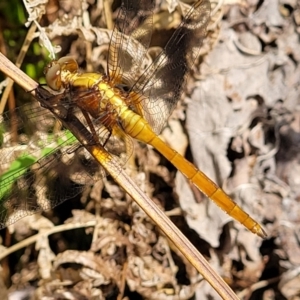 Unidentified Dragonfly (Anisoptera) (TBC) at suppressed by trevorpreston