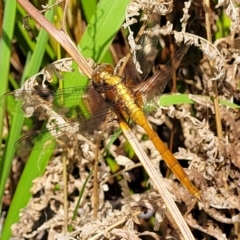 Orthetrum villosovittatum at Nambucca Heads, NSW - 26 Nov 2022