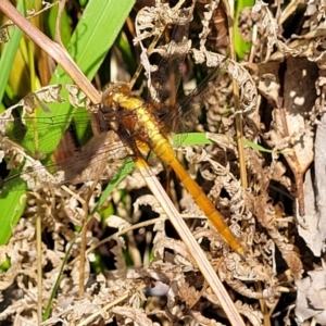 Orthetrum villosovittatum at Nambucca Heads, NSW - 26 Nov 2022 09:56 AM