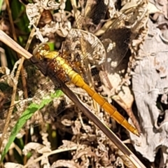 Orthetrum villosovittatum at Nambucca Heads, NSW - 26 Nov 2022