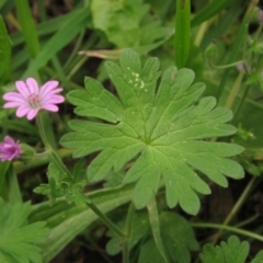 Geranium molle (Dove's-foot Cranesbill) at Umbagong District Park - 27 Nov 2022 by pinnaCLE