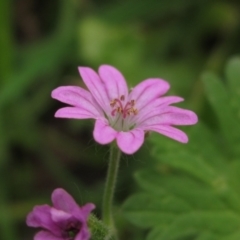 Geranium molle at Macgregor, ACT - 27 Nov 2022 01:16 PM