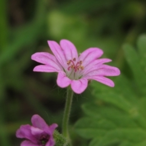 Geranium molle at Macgregor, ACT - 27 Nov 2022 01:16 PM