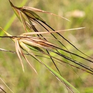 Themeda triandra at Nambucca Heads, NSW - 26 Nov 2022 10:29 AM