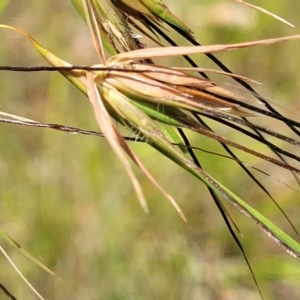 Themeda triandra at Nambucca Heads, NSW - 26 Nov 2022