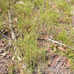 Themeda triandra at Nambucca Heads, NSW - 26 Nov 2022