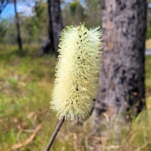 Xanthorrhoea macronema at Nambucca Heads, NSW - 26 Nov 2022