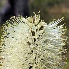 Xanthorrhoea macronema at Nambucca Heads, NSW - 26 Nov 2022 10:27 AM