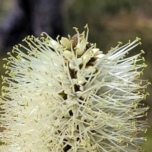 Xanthorrhoea macronema at Nambucca Heads, NSW - 26 Nov 2022