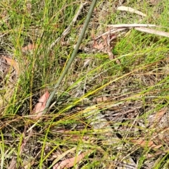 Xanthorrhoea macronema at Nambucca Heads, NSW - 26 Nov 2022 10:27 AM