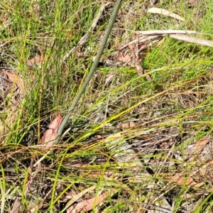 Xanthorrhoea macronema at Nambucca Heads, NSW - 26 Nov 2022 10:27 AM