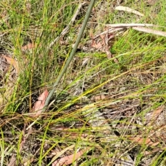 Xanthorrhoea macronema at Nambucca Heads, NSW - 26 Nov 2022