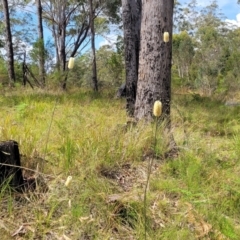 Xanthorrhoea macronema at Nambucca Heads, NSW - 26 Nov 2022 10:27 AM