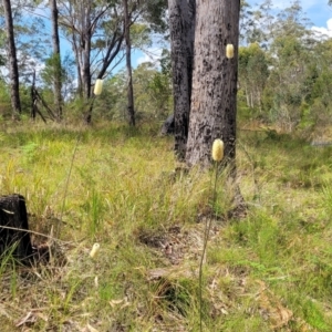 Xanthorrhoea macronema at Nambucca Heads, NSW - 26 Nov 2022