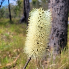 Xanthorrhoea macronema at Nambucca Heads, NSW - 26 Nov 2022