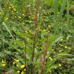 Rumex conglomeratus (Clustered Dock) at Macgregor, ACT - 27 Nov 2022 by pinnaCLE