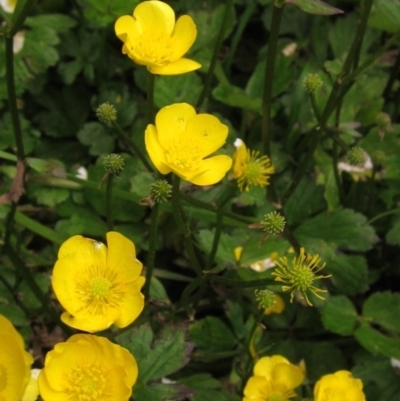 Ranunculus repens (Creeping Buttercup) at Macgregor, ACT - 27 Nov 2022 by pinnaCLE