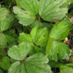 Ranunculus repens at Macgregor, ACT - 27 Nov 2022