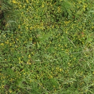 Ranunculus repens at Macgregor, ACT - 27 Nov 2022